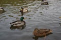 Bassin de la Muette - Elancourt Ã¢â¬â France - Ducks which swim in a lake close to a forest. The nature is beautiful. Royalty Free Stock Photo